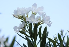 梅雨明け２