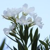 梅雨明け２