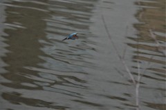 kingfisher7