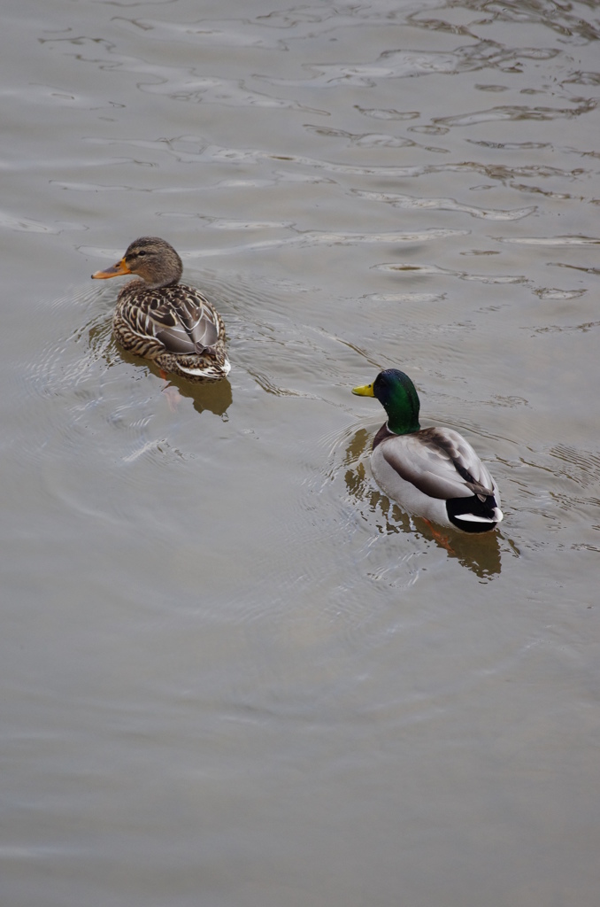 ちゃんとついてきーや