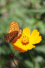 タテハチョウ