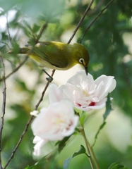 メジロと木槿１