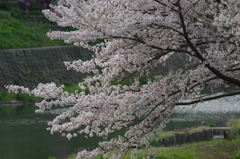 川辺の桜 (1)