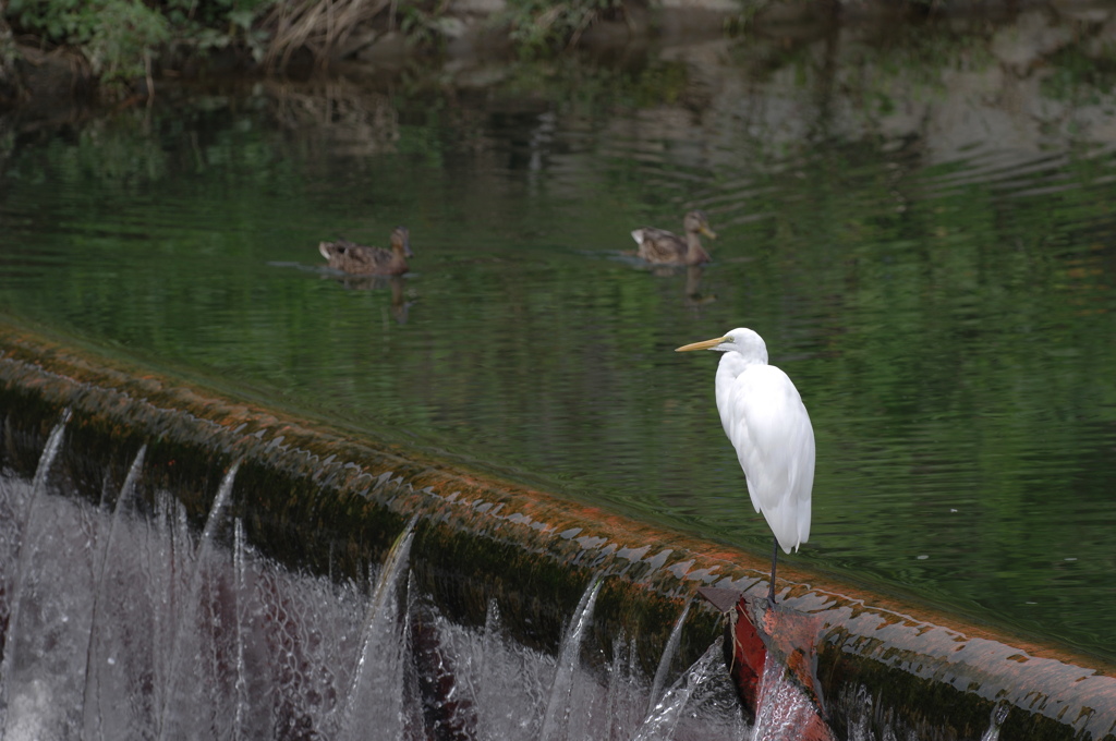 堰のシラサギ３