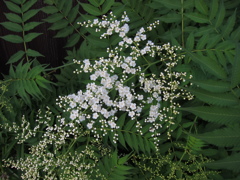 ニワナナカマドの花