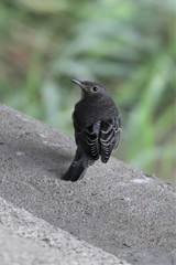 イソヒヨドリ雄幼鳥１