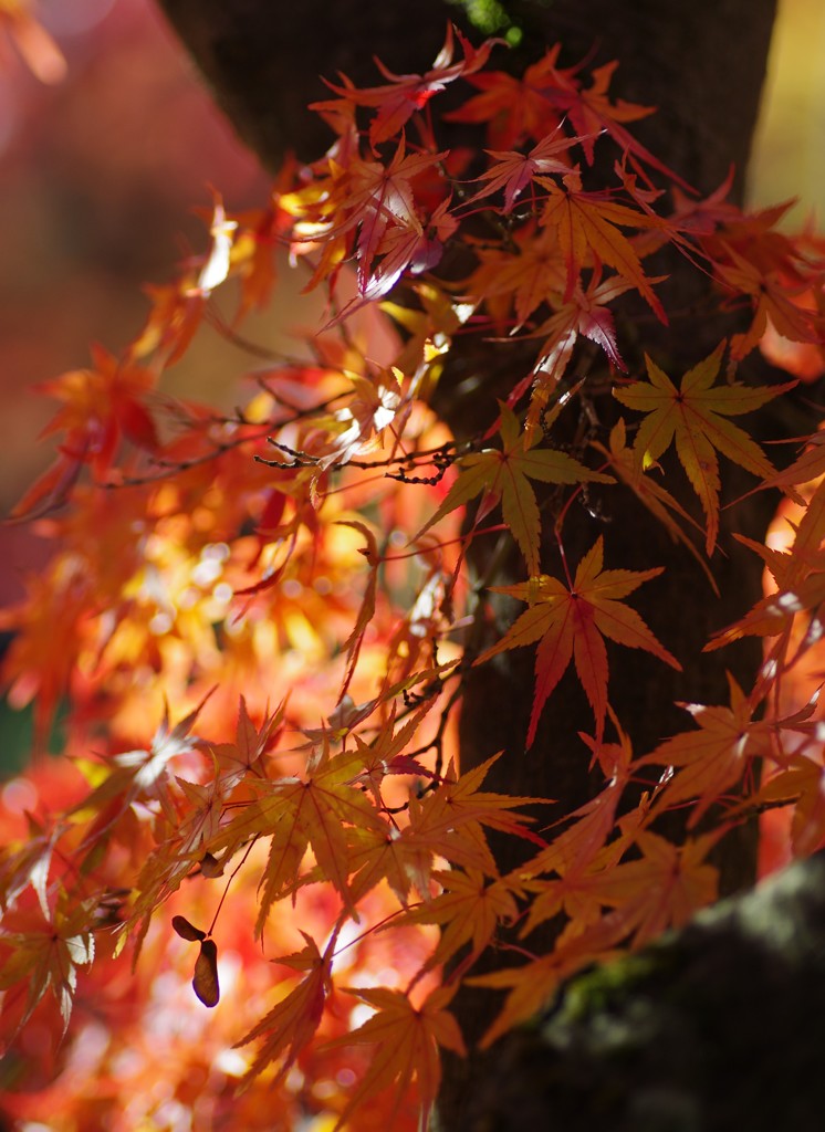 紅葉　京都東福寺
