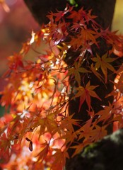 紅葉　京都東福寺