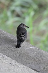 イソヒヨドリ雄幼鳥３