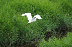 遠くへ
