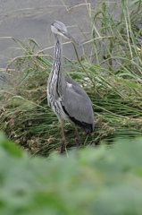 Young　アオサギ３