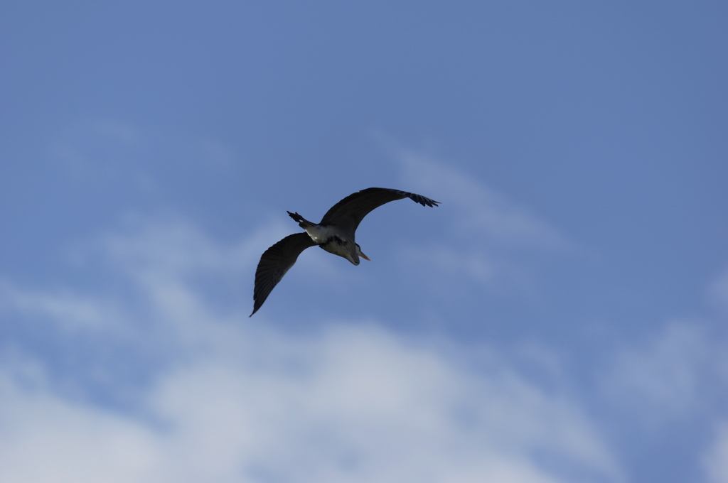 秋の空にアオサギ