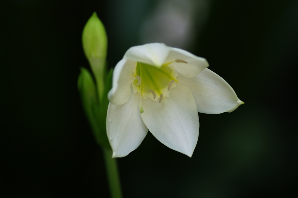 日陰に咲く花
