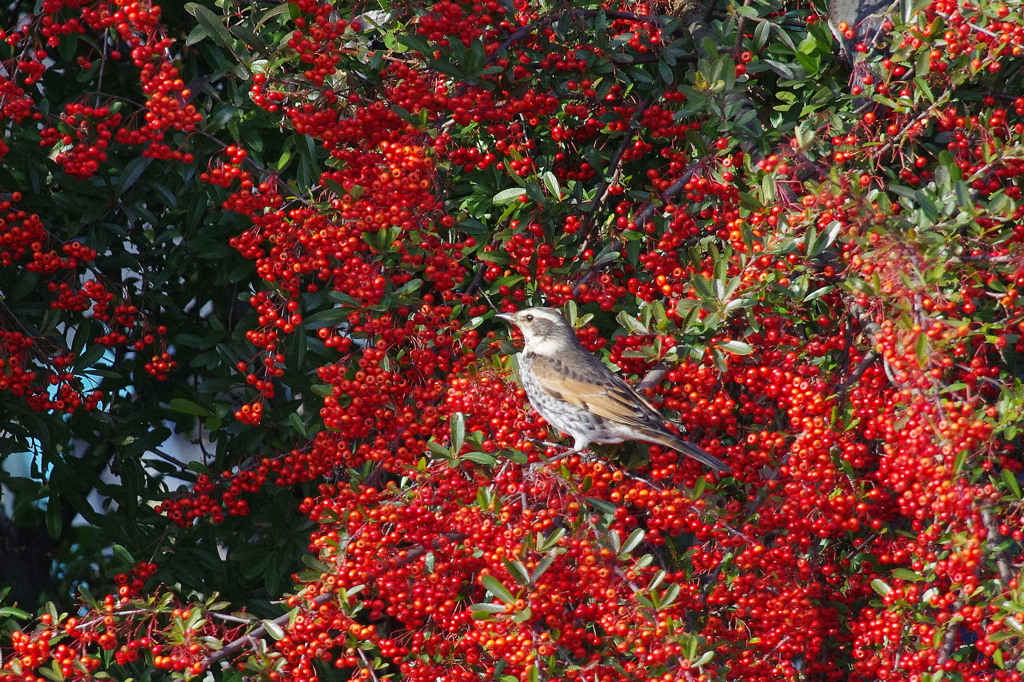 赤い実とつぐみ