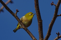 春を待つ