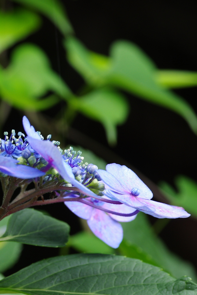 6月の花