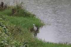 雨のアオサギ