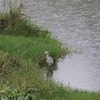 雨のアオサギ