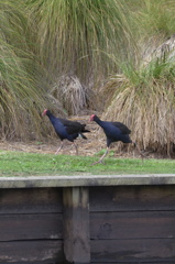 PUKEKO2
