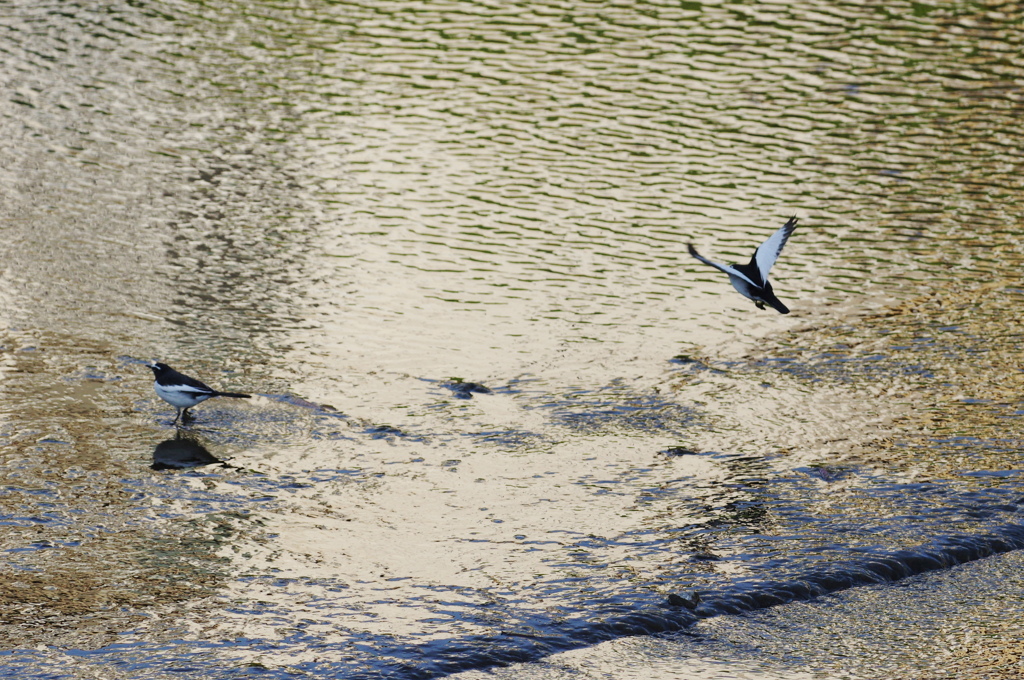 セグロセキレイ２