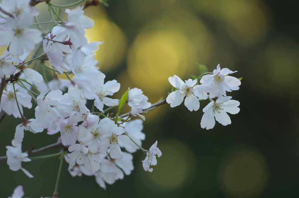 春の花８