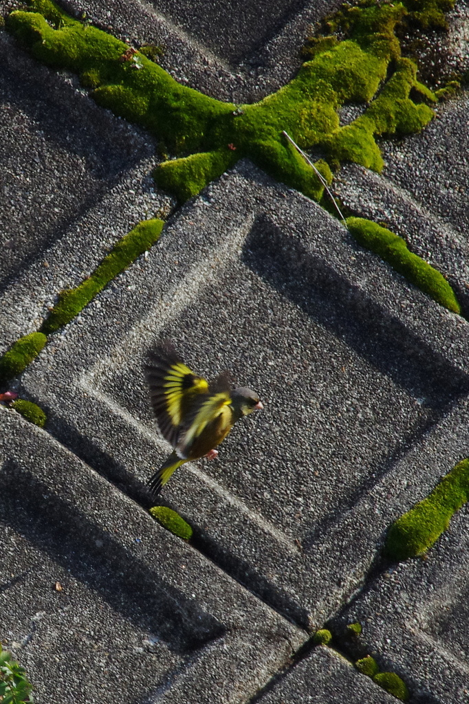 カワラヒワ
