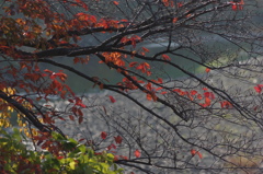 川辺の紅葉