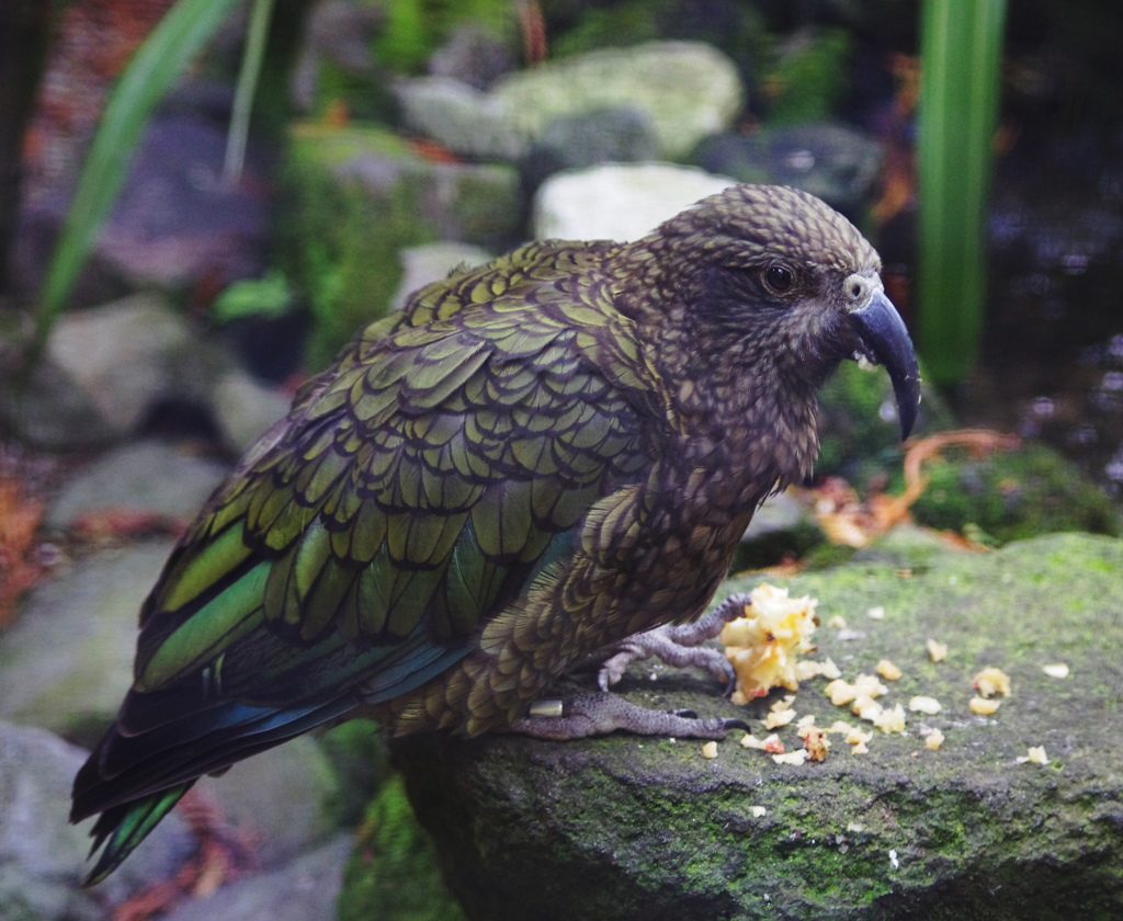 kea