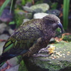 kea