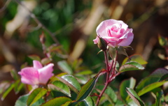 野の薔薇