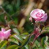 野の薔薇