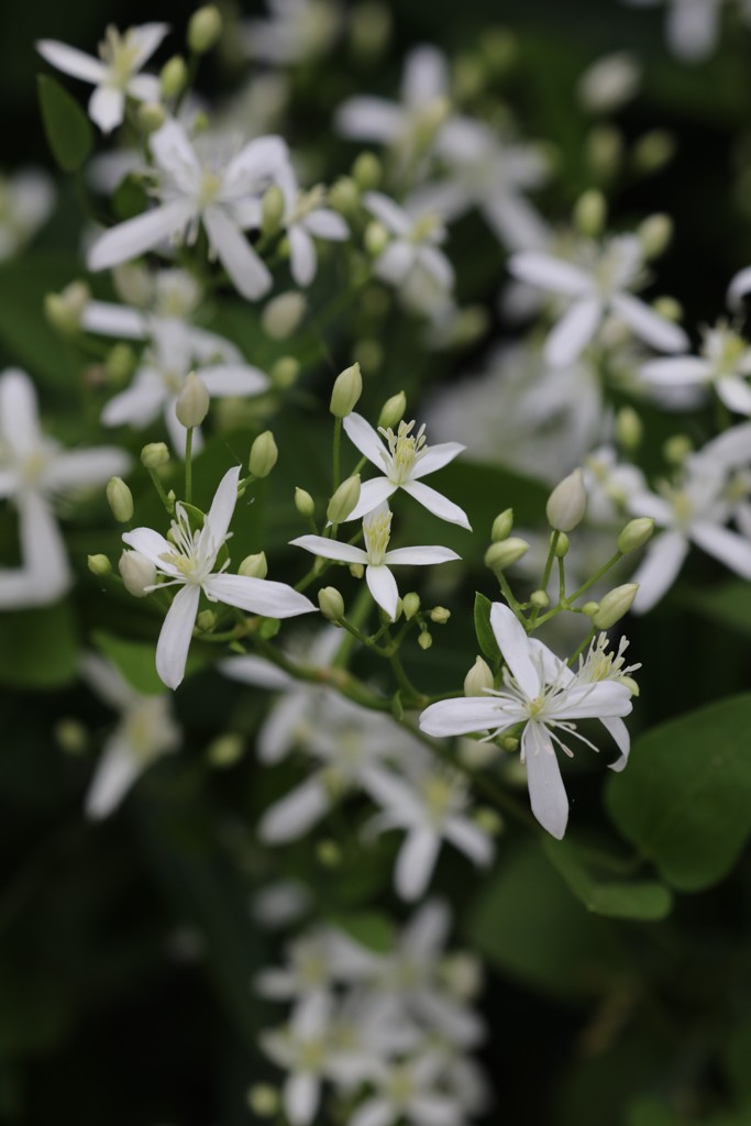 センニンソウの花