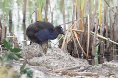 雛PUKEKO