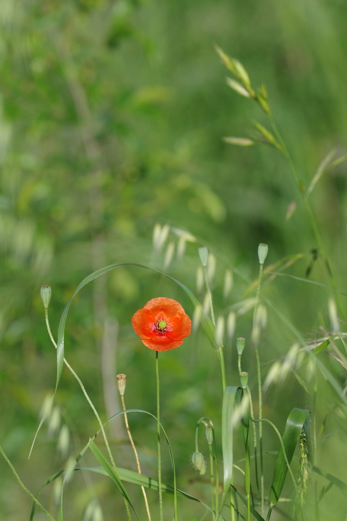 路傍の花３