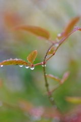 南天と雨粒