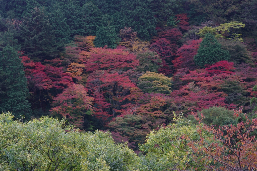 山紅葉