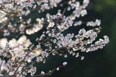 冬の桜２