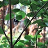 シジュウカラ２