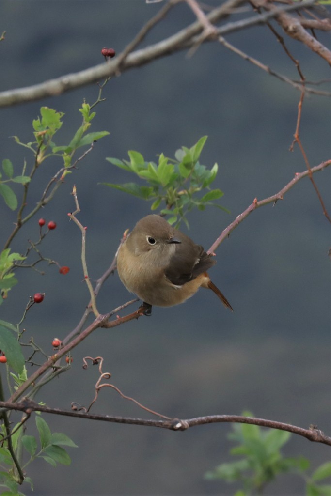 尉鶲♀赤い実