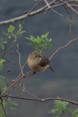 尉鶲♀赤い実