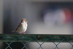 春を待つ