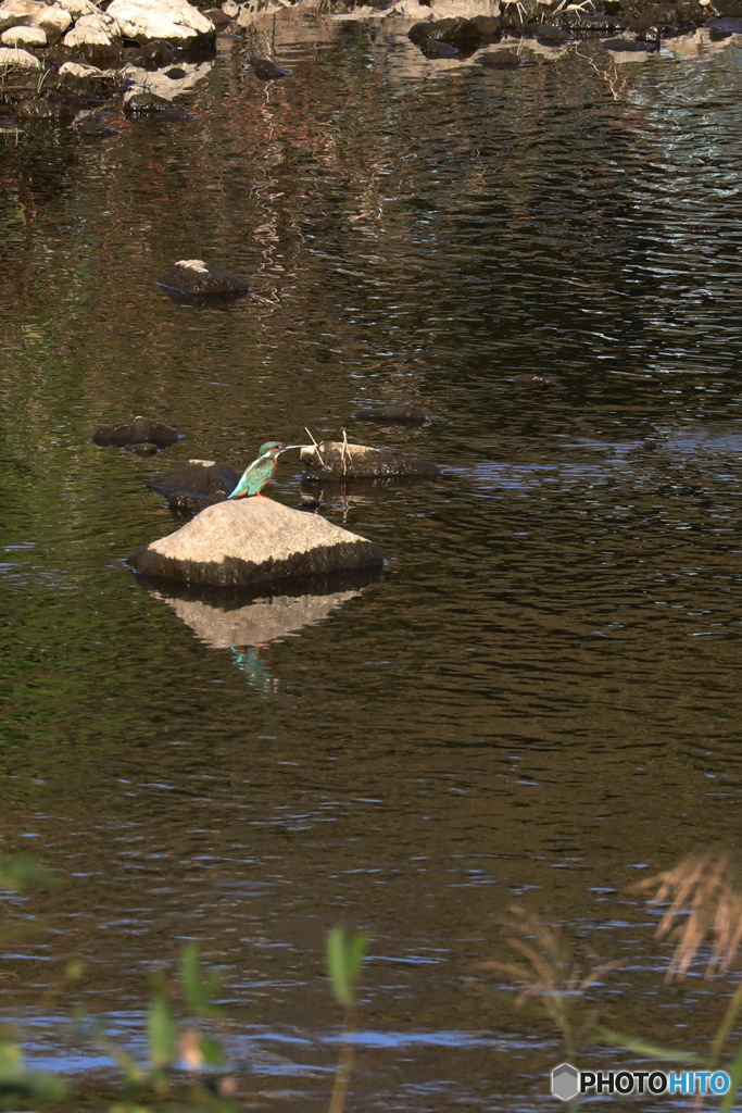 カワセミ