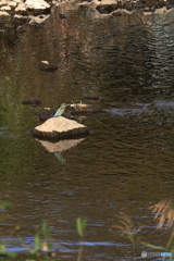 カワセミ
