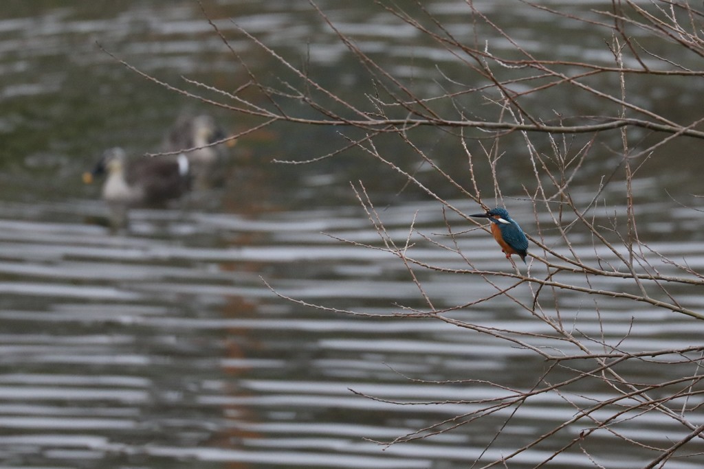 Kingfisher1
