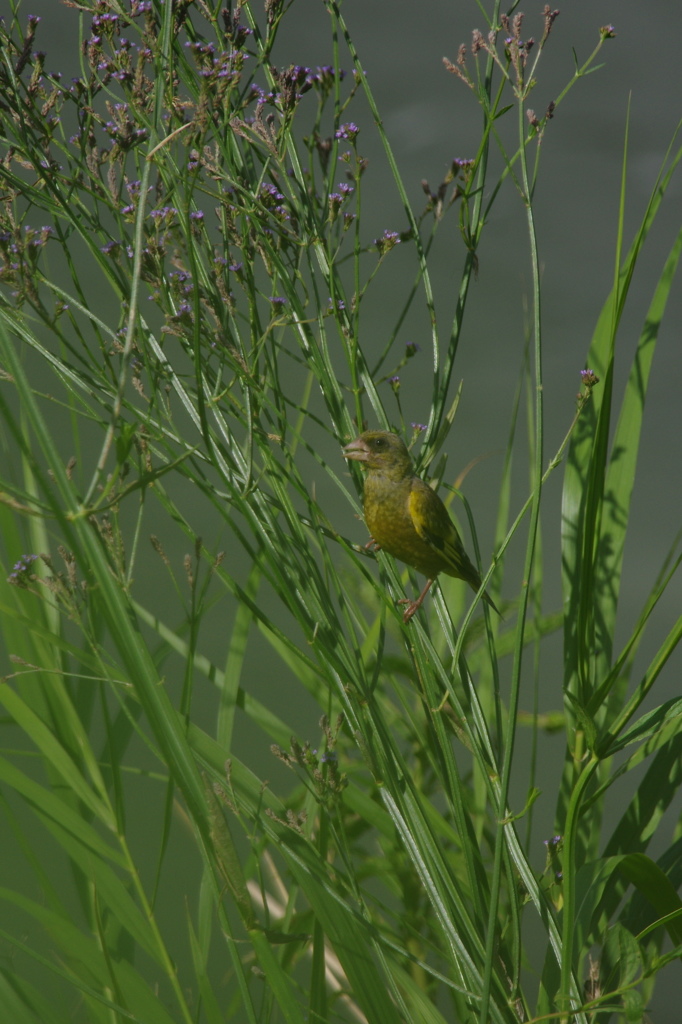 夏のカワラヒワ２
