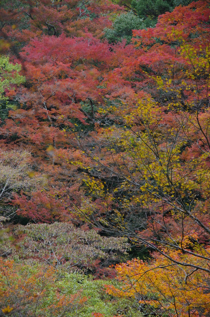 箕面の山紅葉２