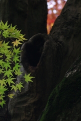 コントラスト