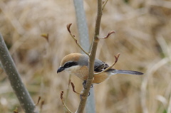 百舌鳥君４