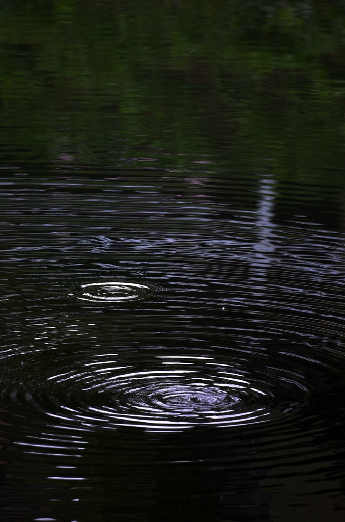 雨の日の情景　波紋