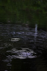 雨の日の情景　波紋